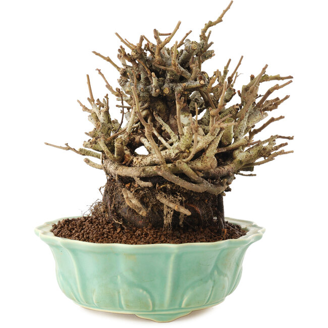 Chaenomeles speciosa, 15 cm, ± 20 jaar oud, met rode bloemen en geel fruit