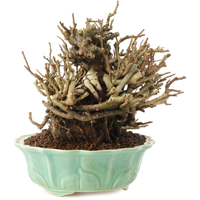 Chaenomeles speciosa, 15 cm, ± 20 jaar oud, met rode bloemen en geel fruit