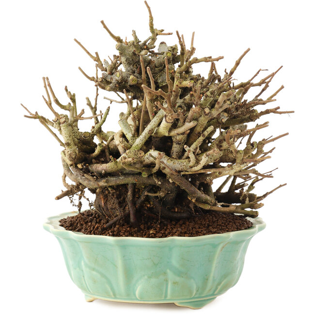 Chaenomeles speciosa, 15 cm, ± 20 Jahre alt, mit roten Blüten und gelben Früchten