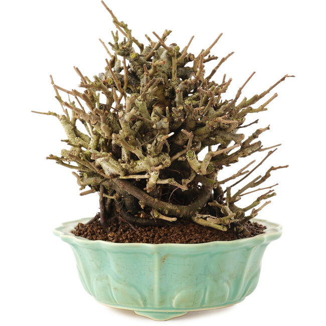 Chaenomeles speciosa, 15 cm, ± 20 anni, con fiori rossi e frutti gialli