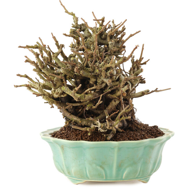 Chaenomeles speciosa, 15 cm, ± 20 anni, con fiori rossi e frutti gialli