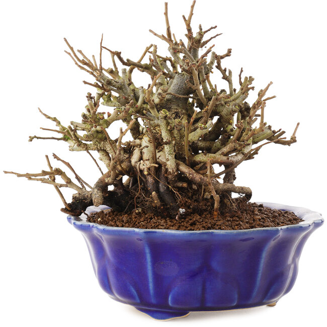 Chaenomeles speciosa, 15 cm, ± 20 jaar oud, met rode bloemen en geel fruit