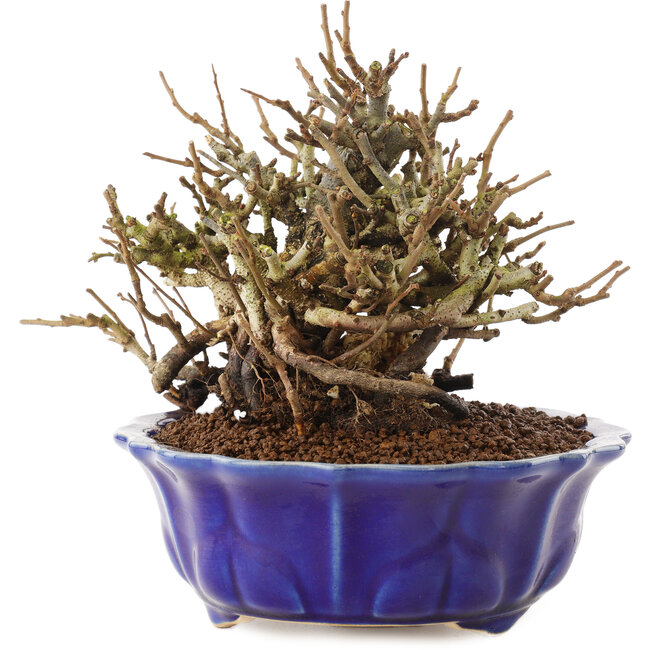 Chaenomeles speciosa, 15 cm, ± 20 años, con flores rojas y frutos amarillos