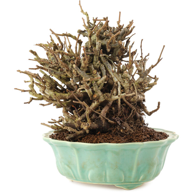 Chaenomeles speciosa, 15 cm, ± 20 años, con flores rojas y frutos amarillos