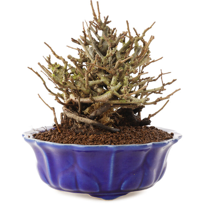 Chaenomeles speciosa, 15 cm, ± 20 Jahre alt, mit roten Blüten und gelben Früchten