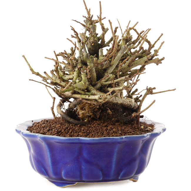 Chaenomeles speciosa, 15 cm, ± 20 jaar oud, met rode bloemen en geel fruit