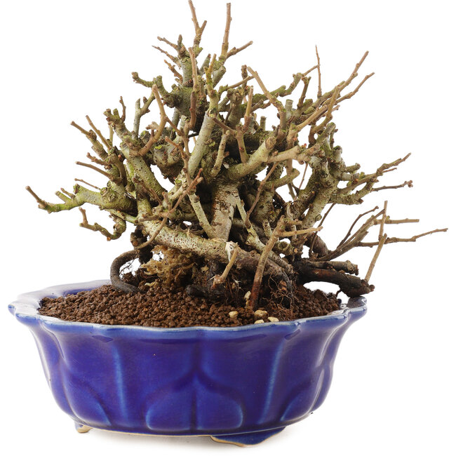 Chaenomeles speciosa, 15 cm, ± 20 ans, à fleurs rouges et fruits jaunes