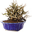 Chaenomeles speciosa, 15 cm, ± 20 anni, con fiori rossi e frutti gialli