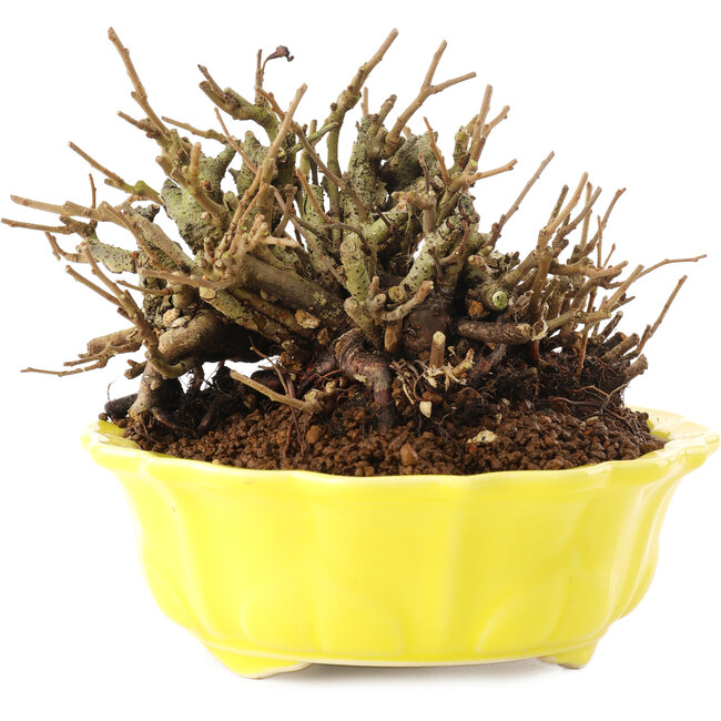 Chaenomeles speciosa, 10,5 cm, ± 20 anni, con fiori rossi e frutti gialli