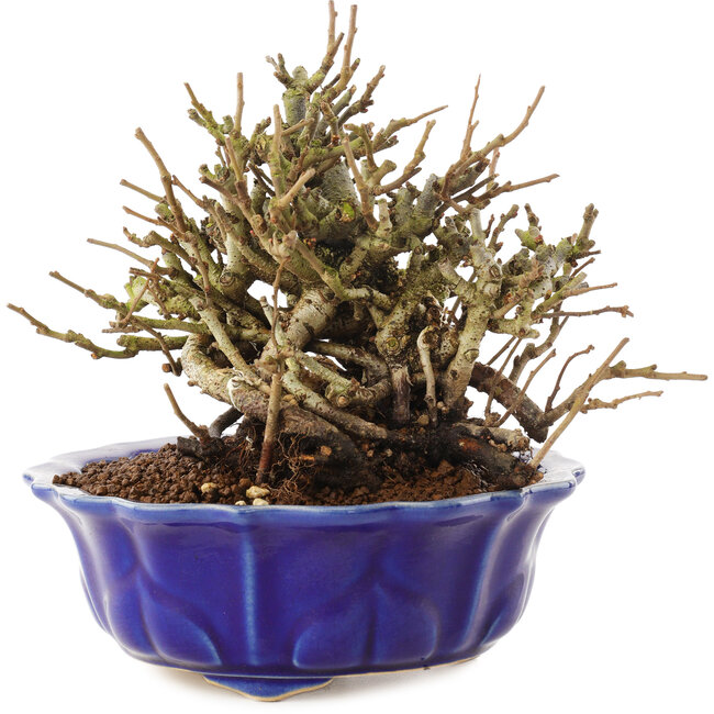 Chaenomeles speciosa, 15 cm, ± 20 años, con flores rojas y frutos amarillos