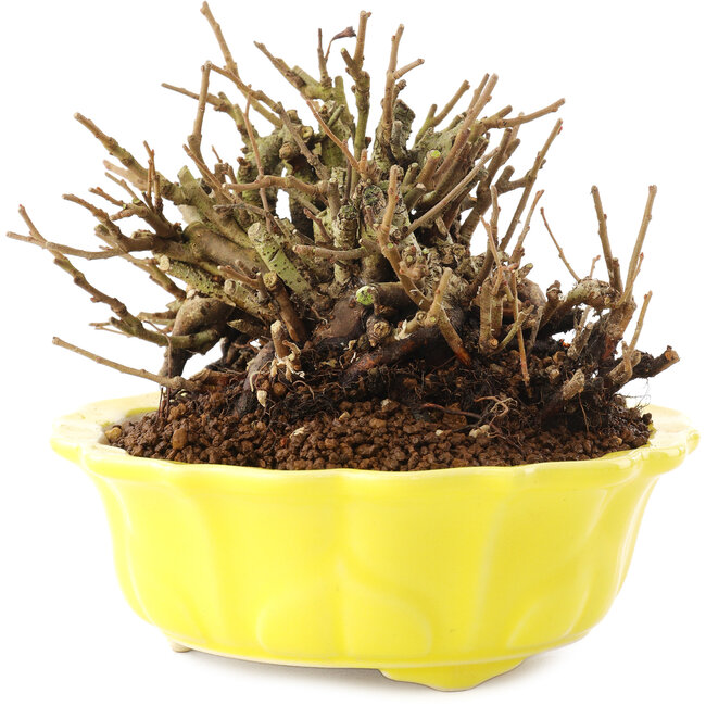 Chaenomeles speciosa, 10,5 cm, ± 20 jaar oud, met rode bloemen en geel fruit