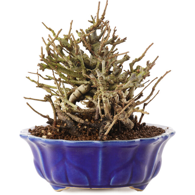 Chaenomeles speciosa, 15 cm, ± 20 años, con flores rojas y frutos amarillos