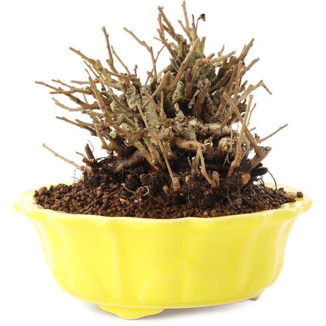 Chaenomeles speciosa, 10,5 cm, ± 20 jaar oud, met rode bloemen en geel fruit