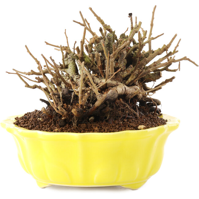 Chaenomeles speciosa, 10,5 cm, ± 20 anni, con fiori rossi e frutti gialli