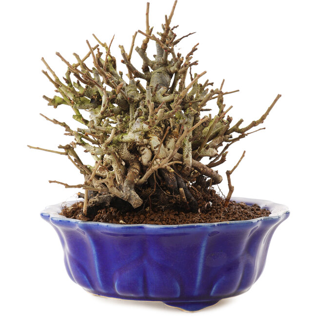 Chaenomeles speciosa, 15 cm, ± 20 anni, con fiori rossi e frutti gialli