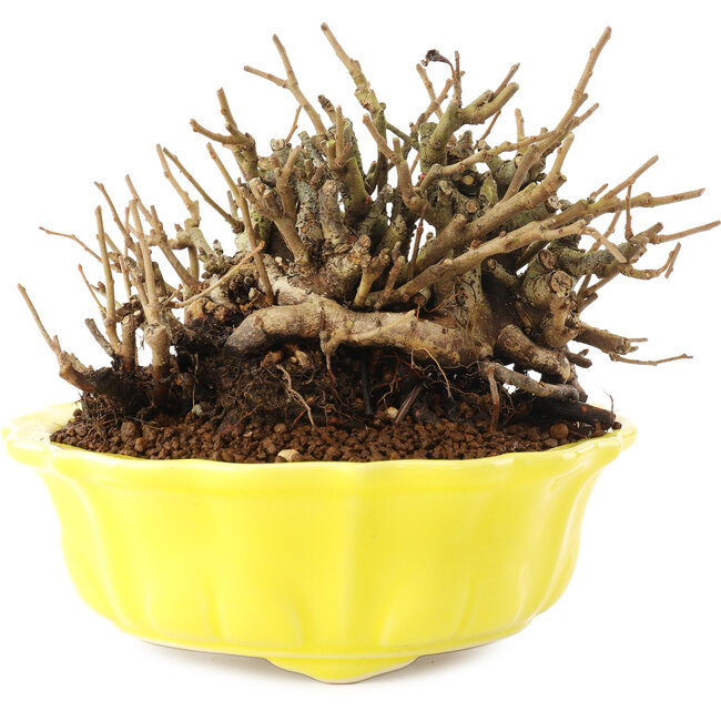 Chaenomeles speciosa, 10,5 cm, ± 20 jaar oud, met rode bloemen en geel fruit