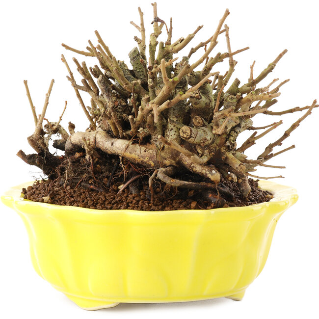 Chaenomeles speciosa, 10,5 cm, ± 20 jaar oud, met rode bloemen en geel fruit