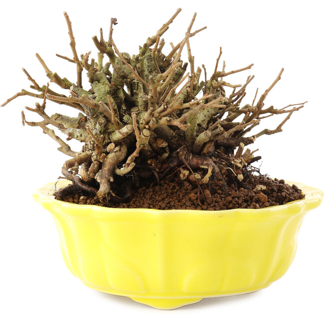 Chaenomeles speciosa, 10,5 cm, ± 20 jaar oud, met rode bloemen en geel fruit