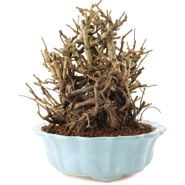 Chaenomeles speciosa, 16,5 cm, ± 20 jaar oud, met rode bloemen en geel fruit