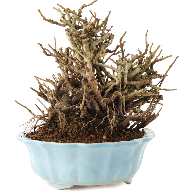 Chaenomeles speciosa, 16,5 cm, ± 20 Jahre alt, mit roten Blüten und gelben Früchten