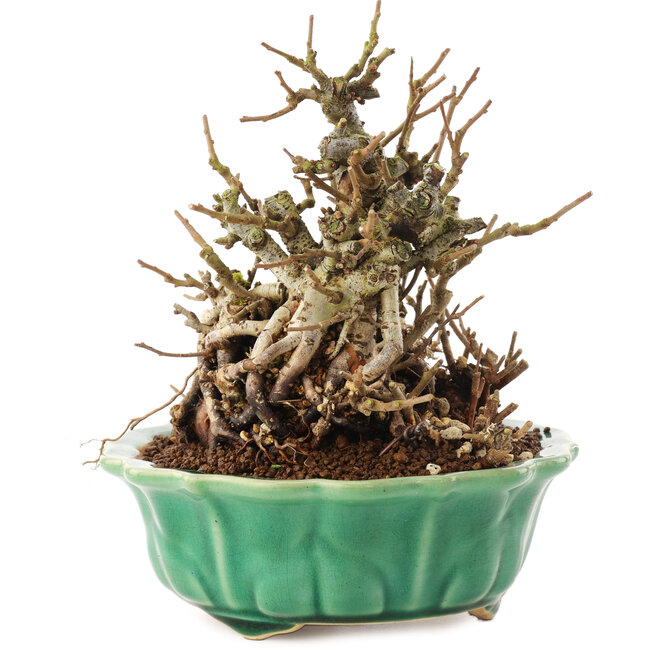 Chaenomeles speciosa, 16 cm, ± 20 años, con flores rojas y frutos amarillos