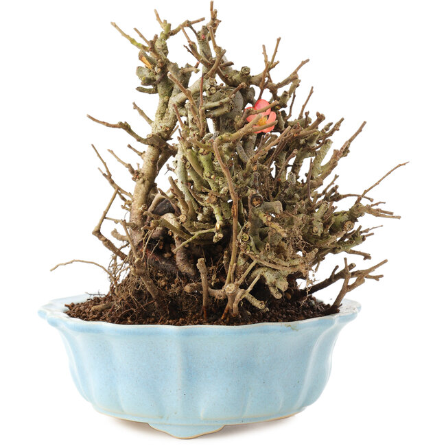 Chaenomeles speciosa, 16,5 cm, ± 20 Jahre alt, mit roten Blüten und gelben Früchten