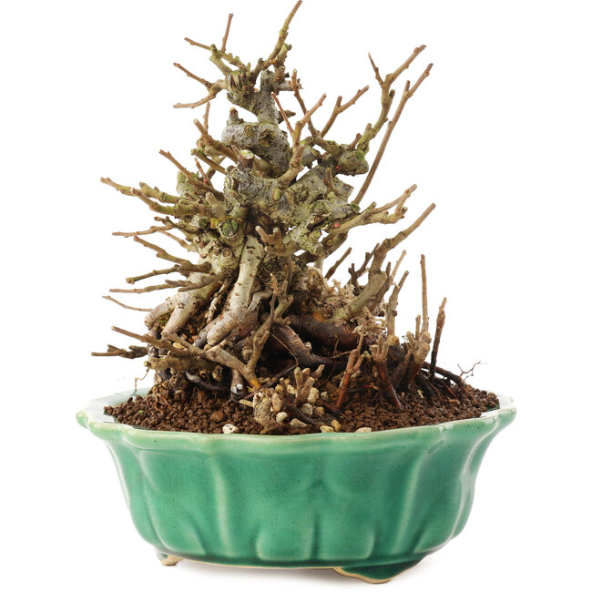 Chaenomeles speciosa, 16 cm, ± 20 jaar oud, met rode bloemen en geel fruit