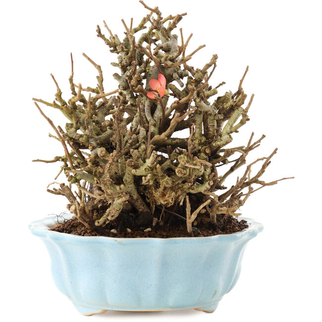 Chaenomeles speciosa, 16,5 cm, ± 20 años, con flores rojas y frutos amarillos