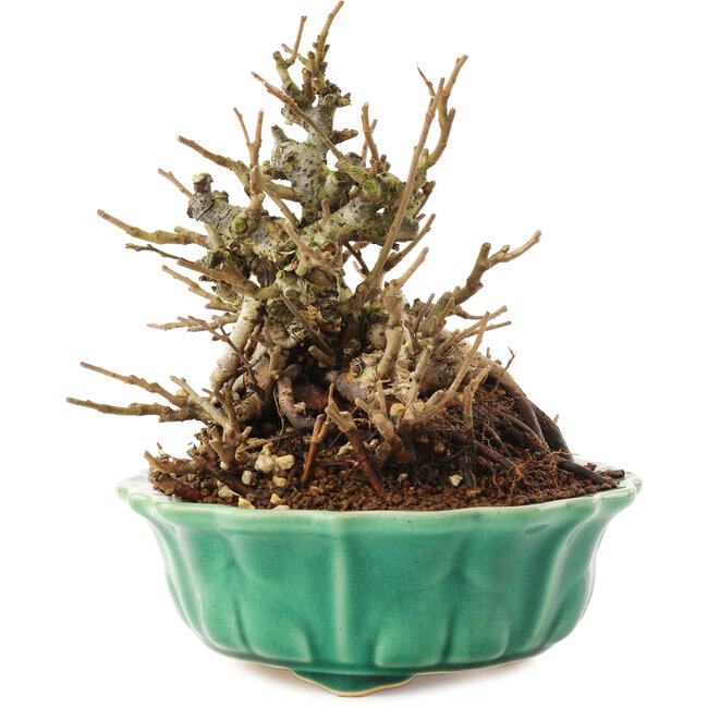 Chaenomeles speciosa, 16 cm, ± 20 Jahre alt, mit roten Blüten und gelben Früchten