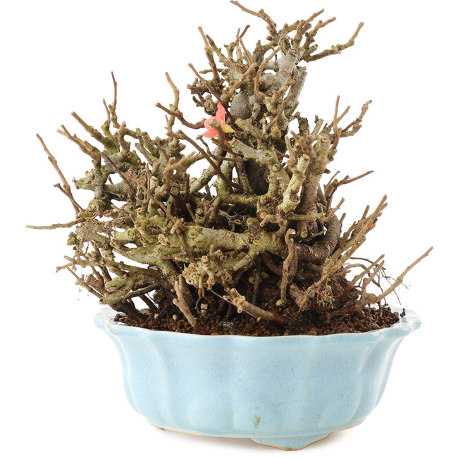 Chaenomeles speciosa, 16,5 cm, ± 20 ans, à fleurs rouges et fruits jaunes