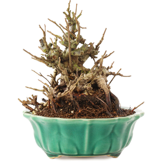 Chaenomeles speciosa, 16 cm, ± 20 años, con flores rojas y frutos amarillos