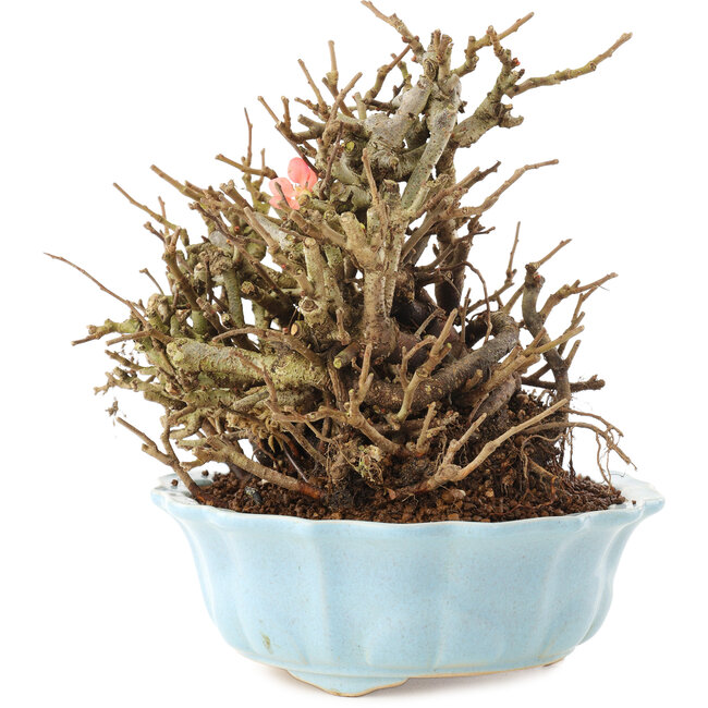 Chaenomeles speciosa, 16,5 cm, ± 20 anni, con fiori rossi e frutti gialli