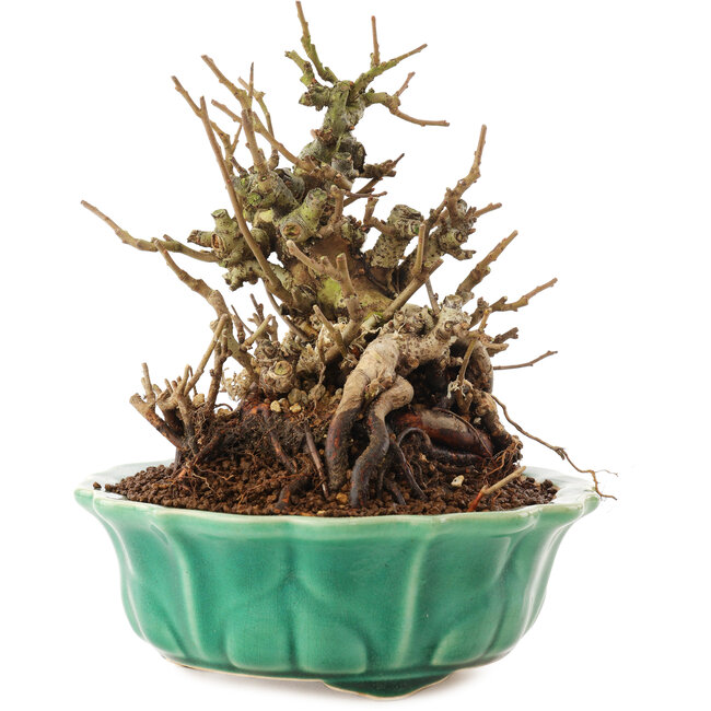 Chaenomeles speciosa, 16 cm, ± 20 jaar oud, met rode bloemen en geel fruit