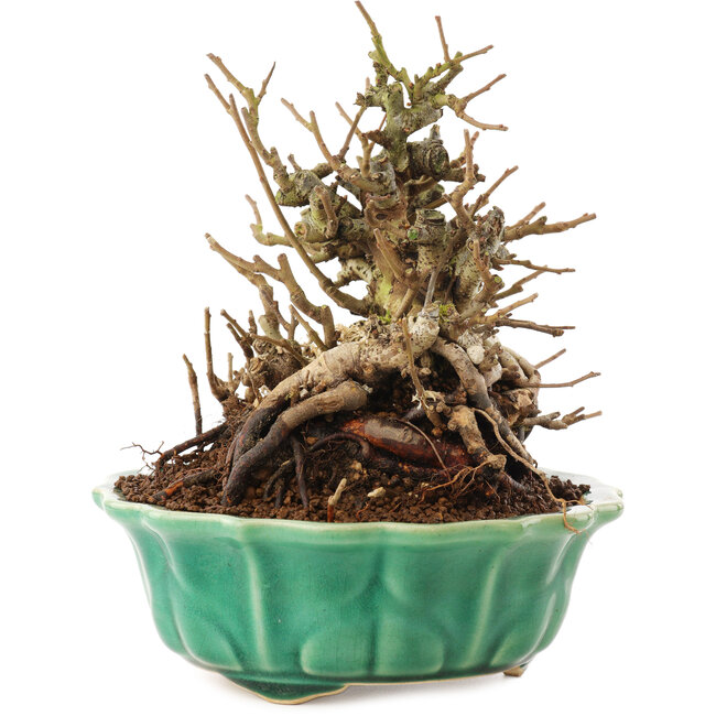 Chaenomeles speciosa, 16 cm, ± 20 años, con flores rojas y frutos amarillos