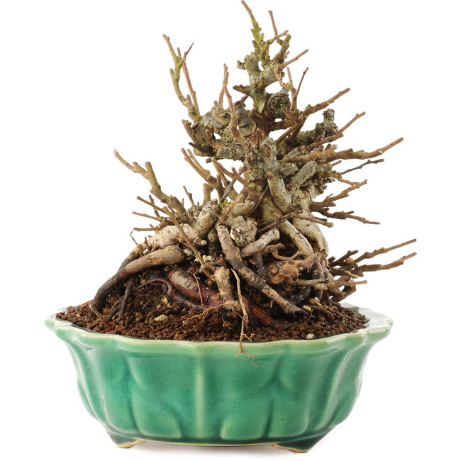 Chaenomeles speciosa, 16 cm, ± 20 jaar oud, met rode bloemen en geel fruit