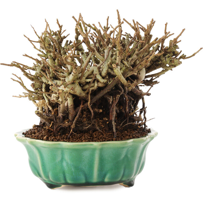 Chaenomeles speciosa, 14,5 cm, ± 20 anni, con fiori rossi e frutti gialli