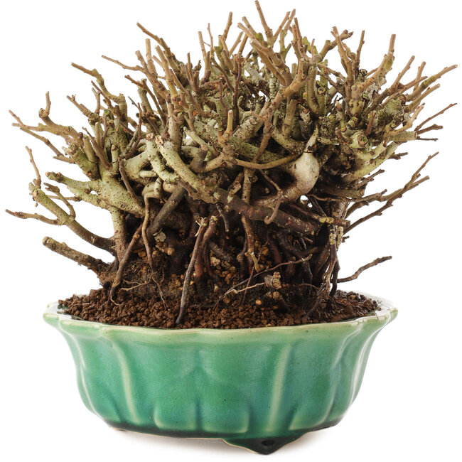 Chaenomeles speciosa, 14,5 cm, ± 20 anni, con fiori rossi e frutti gialli