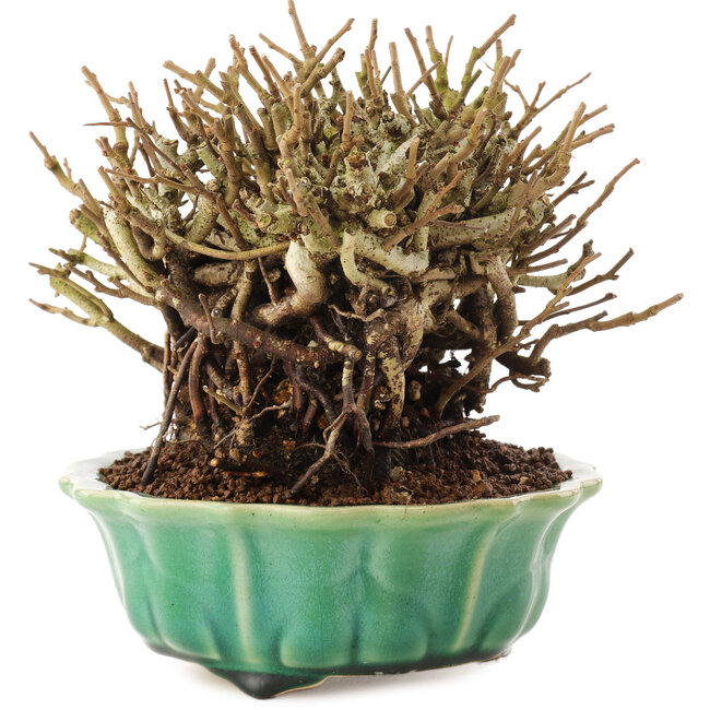 Chaenomeles speciosa, 14,5 cm, ± 20 anni, con fiori rossi e frutti gialli