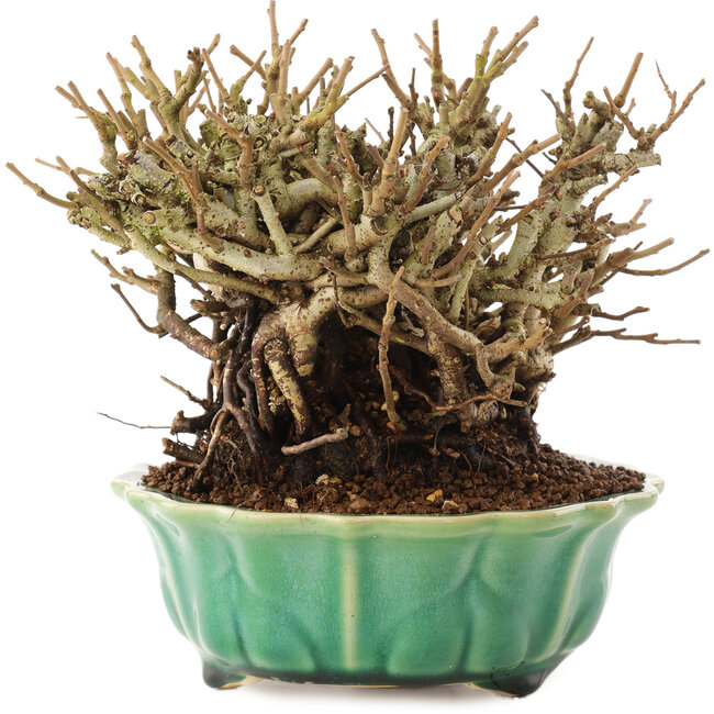 Chaenomeles speciosa, 14,5 cm, ± 20 jaar oud, met rode bloemen en geel fruit