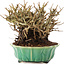 Chaenomeles speciosa, 14,5 cm, ± 20 years old, with red flowers and yellow fruit