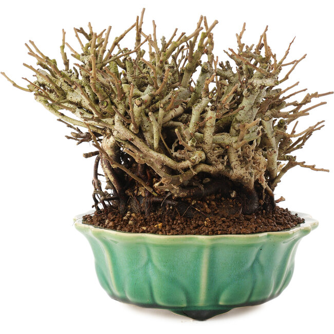 Chaenomeles speciosa, 14,5 cm, ± 20 jaar oud, met rode bloemen en geel fruit