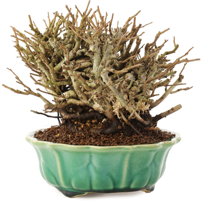 Chaenomeles speciosa, 14,5 cm, ± 20 anni, con fiori rossi e frutti gialli