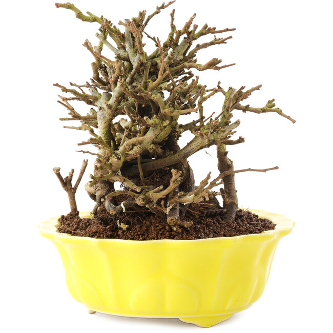 Chaenomeles speciosa, 15 cm, ± 20 años, con flores rojas y frutos amarillos