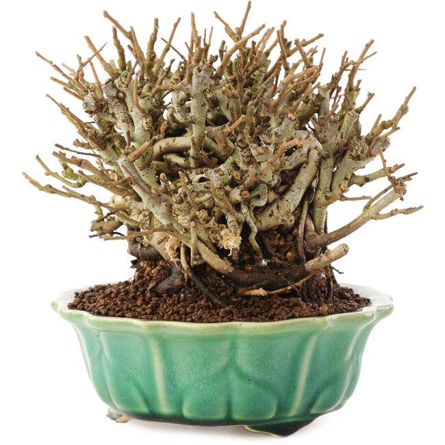 Chaenomeles speciosa, 14,5 cm, ± 20 jaar oud, met rode bloemen en geel fruit