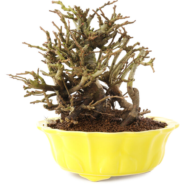 Chaenomeles speciosa, 15 cm, ± 20 anni, con fiori rossi e frutti gialli