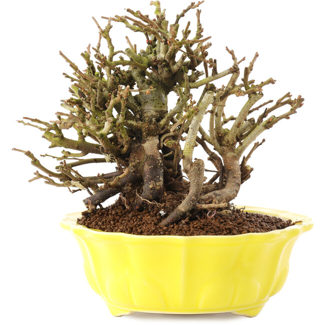 Chaenomeles speciosa, 15 cm, ± 20 años, con flores rojas y frutos amarillos