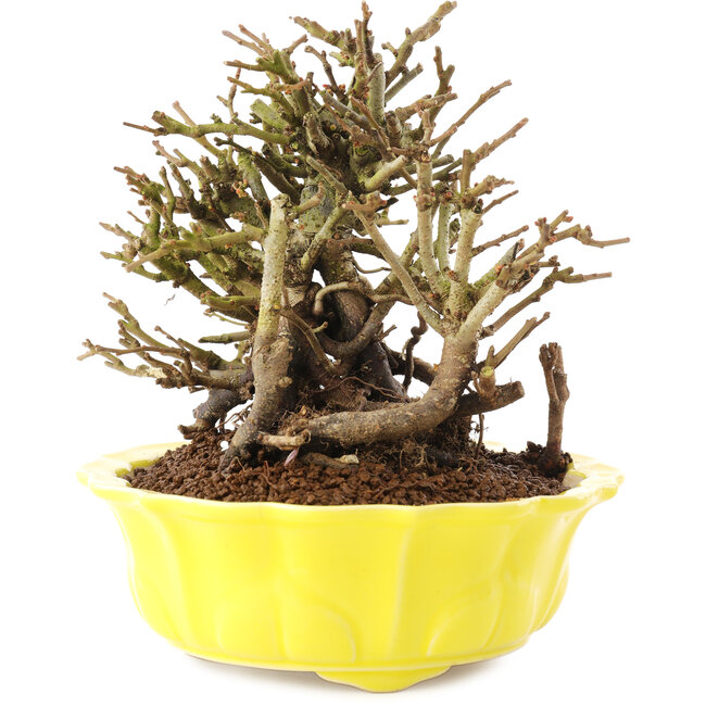 Chaenomeles speciosa, 15 cm, ± 20 jaar oud, met rode bloemen en geel fruit