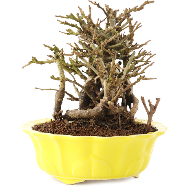 Chaenomeles speciosa, 15 cm, ± 20 años, con flores rojas y frutos amarillos