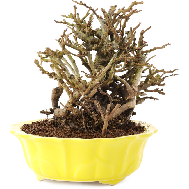 Chaenomeles speciosa, 15 cm, ± 20 ans, à fleurs rouges et fruits jaunes