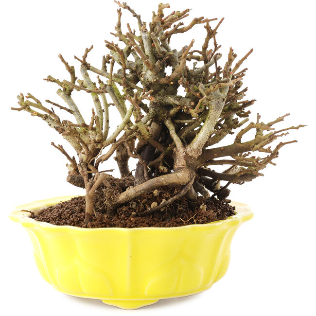 Chaenomeles speciosa, 15 cm, ± 20 Jahre alt, mit roten Blüten und gelben Früchten